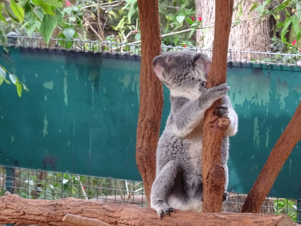 koala