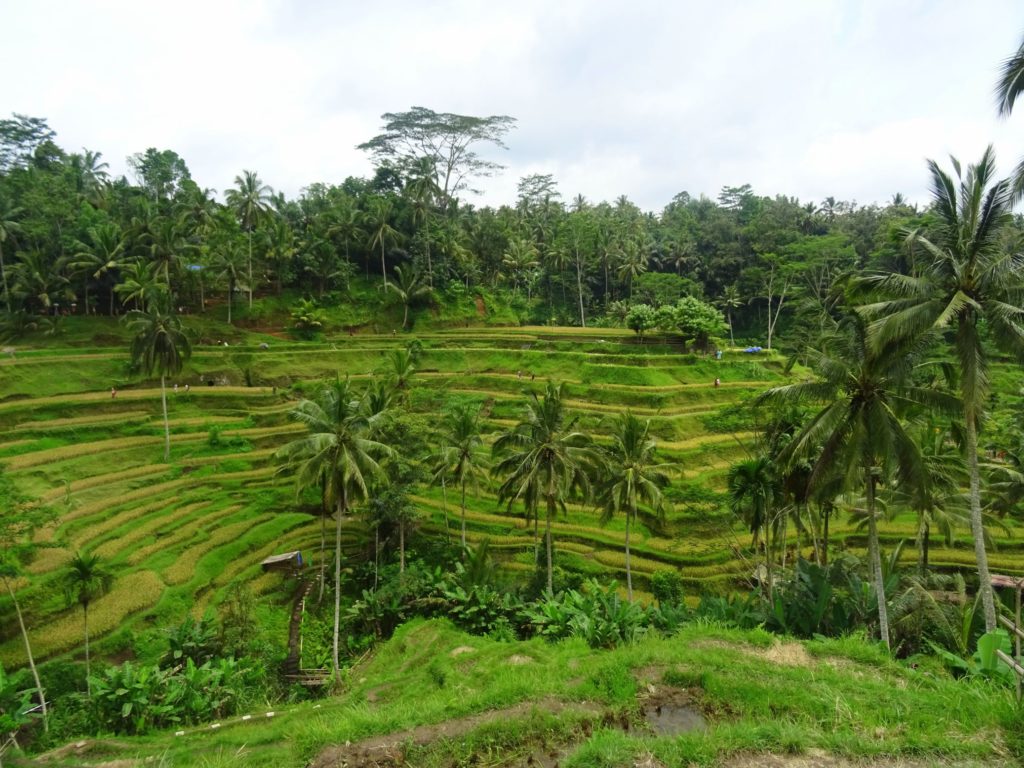 Ubud rice field