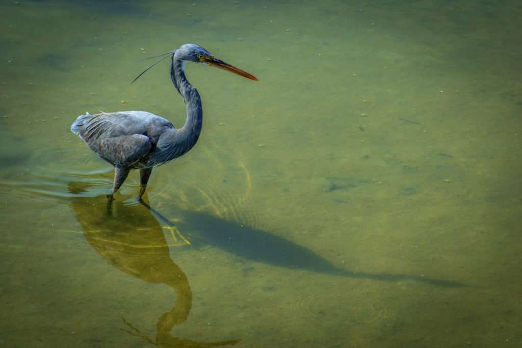 dubai wildlife