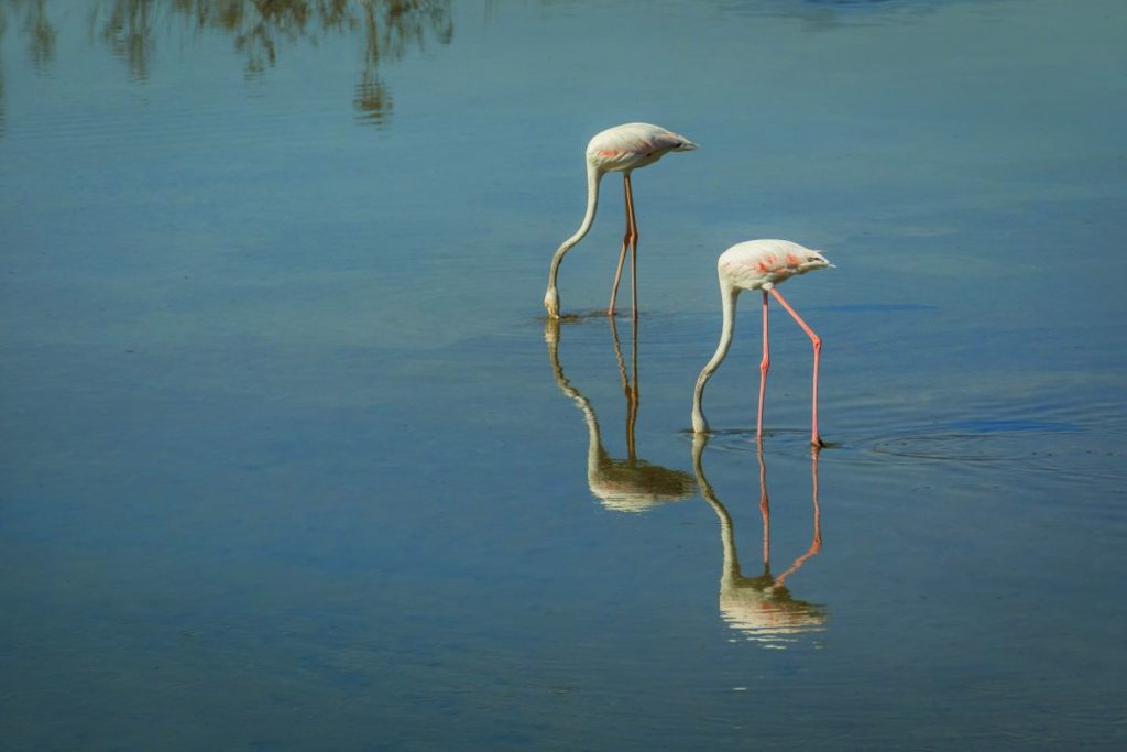 flamingos