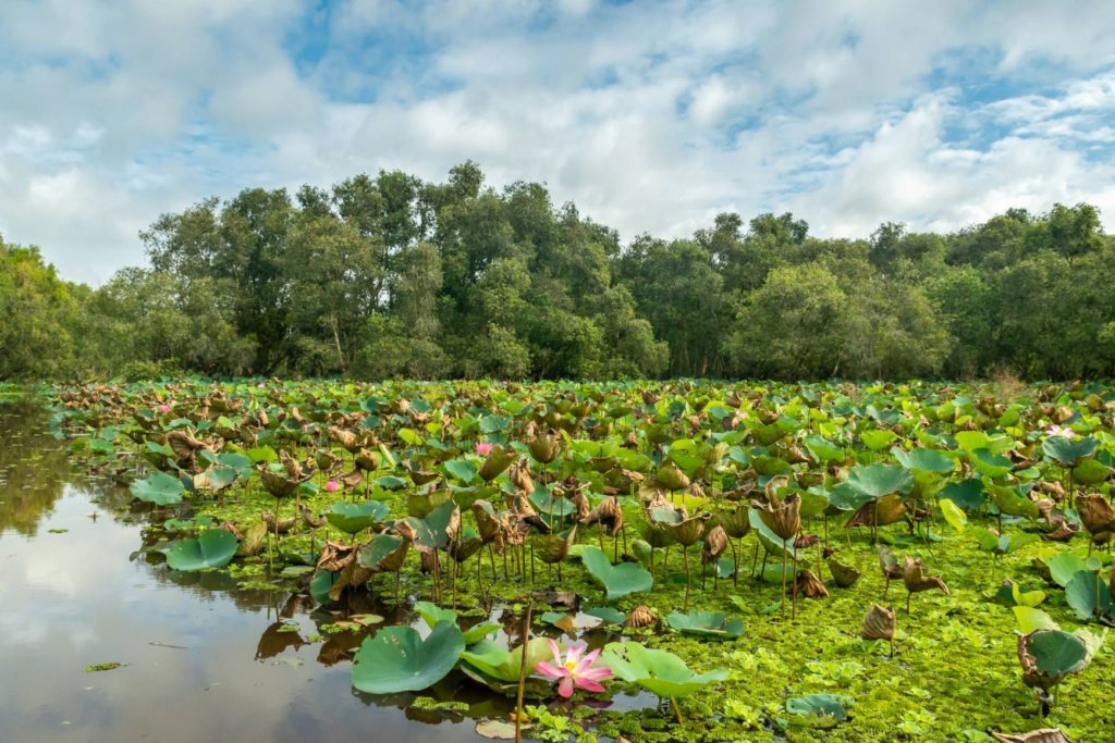 waterlily