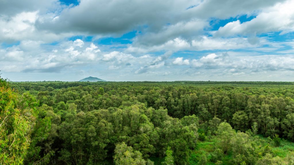 forest view