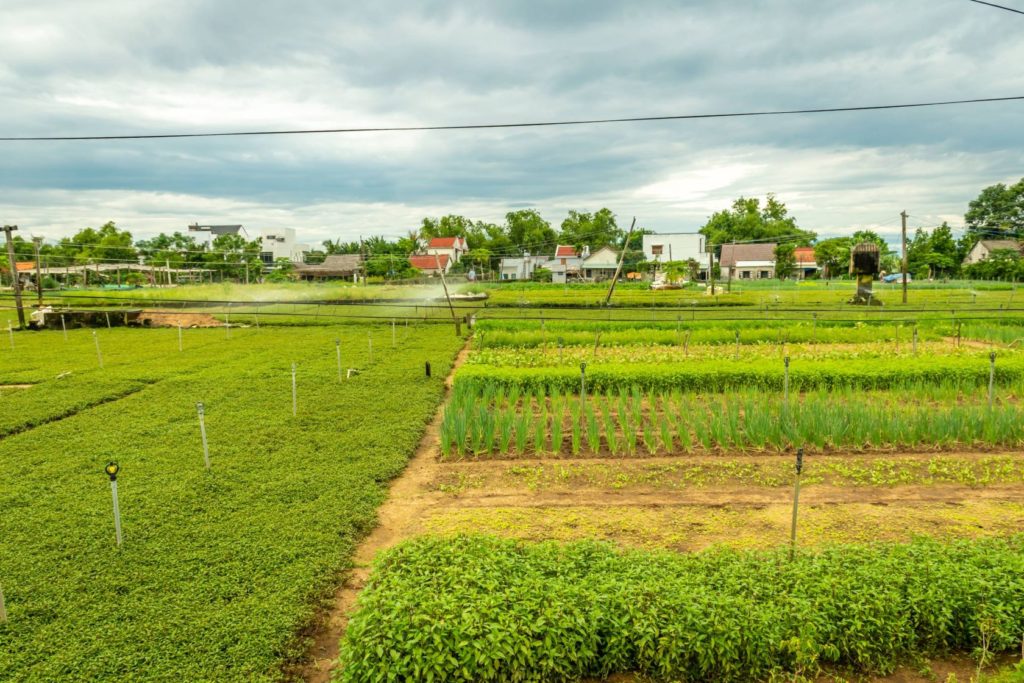 vegetable village